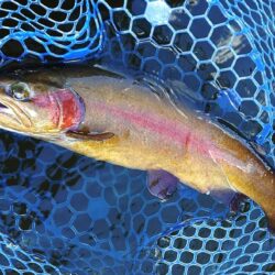 良型連発！ ～岡崎トラウトポンド～